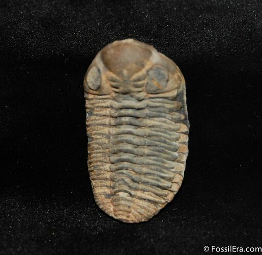 Trilobite Metacryphaeus From Bolovia #626